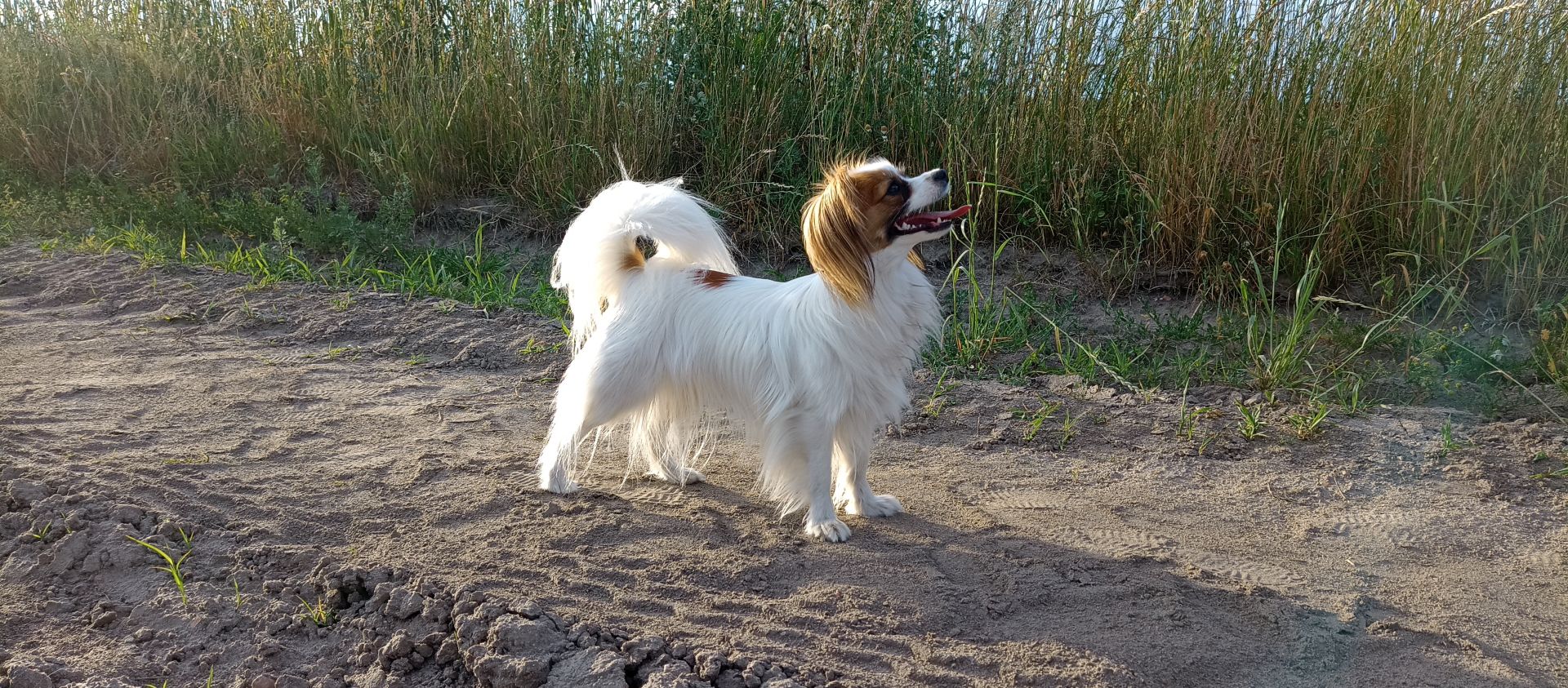 Lori phalene.pl spaniel kontynentalny miniaturowy