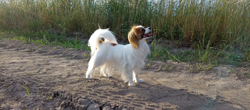 PHALENE suczka hodowlana Lori GLORIANNA Be Desired spaniel kontynentalny miniaturowy w hodowli Abrazo Alado (FCI)