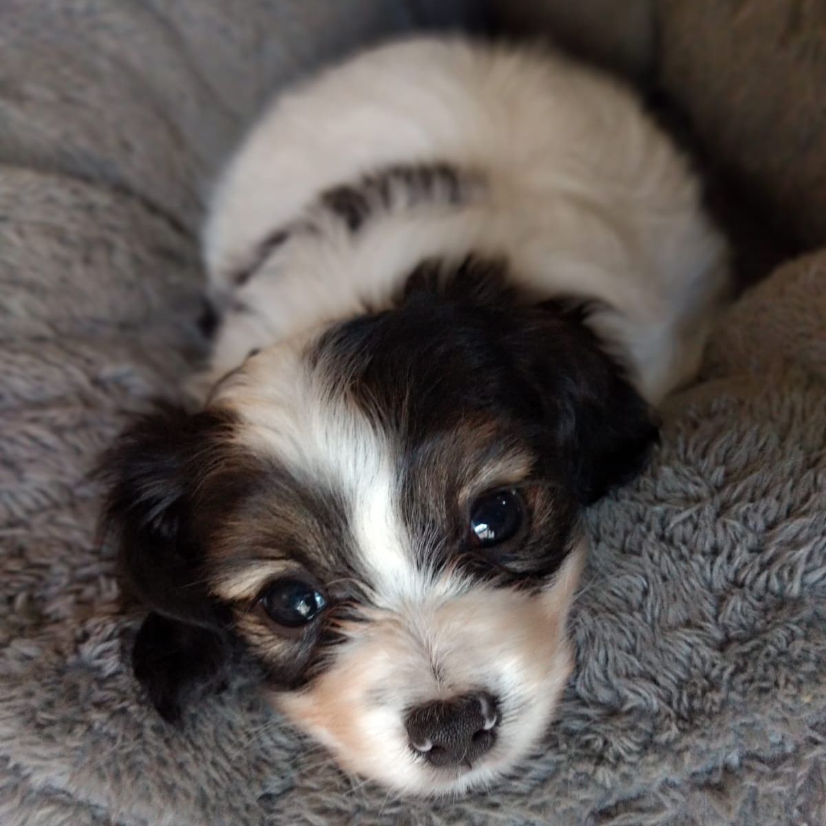 Dhramina-abrazo-alado-phalene-1