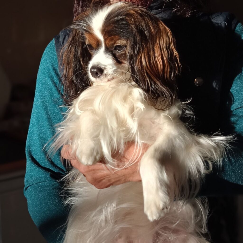 PHALENE suczka hodowlana Abrazo Alado (FCI) DHRAMINA spaniel kontynentalny miniaturowy Hodowla Abrazo Alado (FCI)