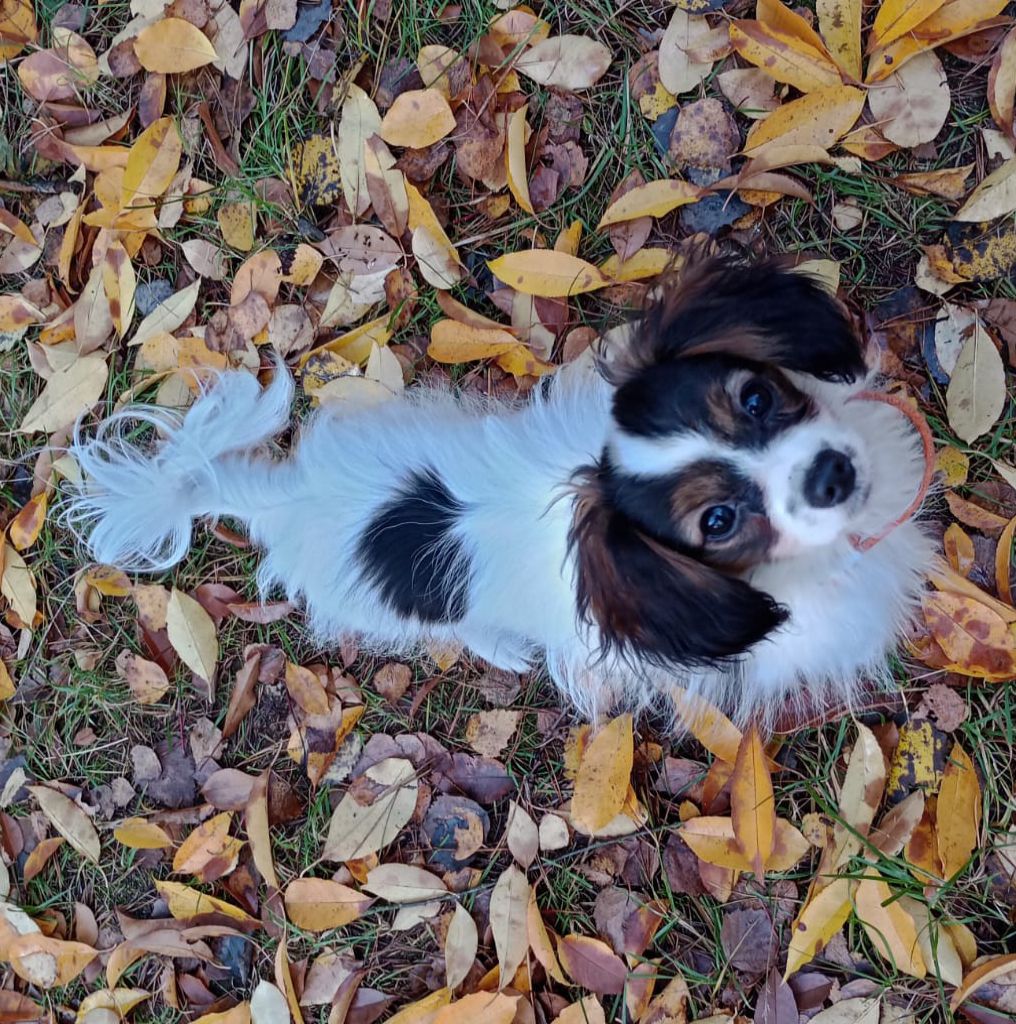 Dhramina-abrazo-alado-phalene-2