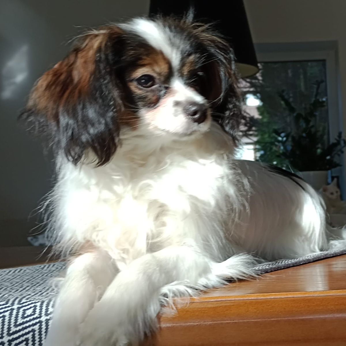 Dhramina-abrazo-alado-phalene-4