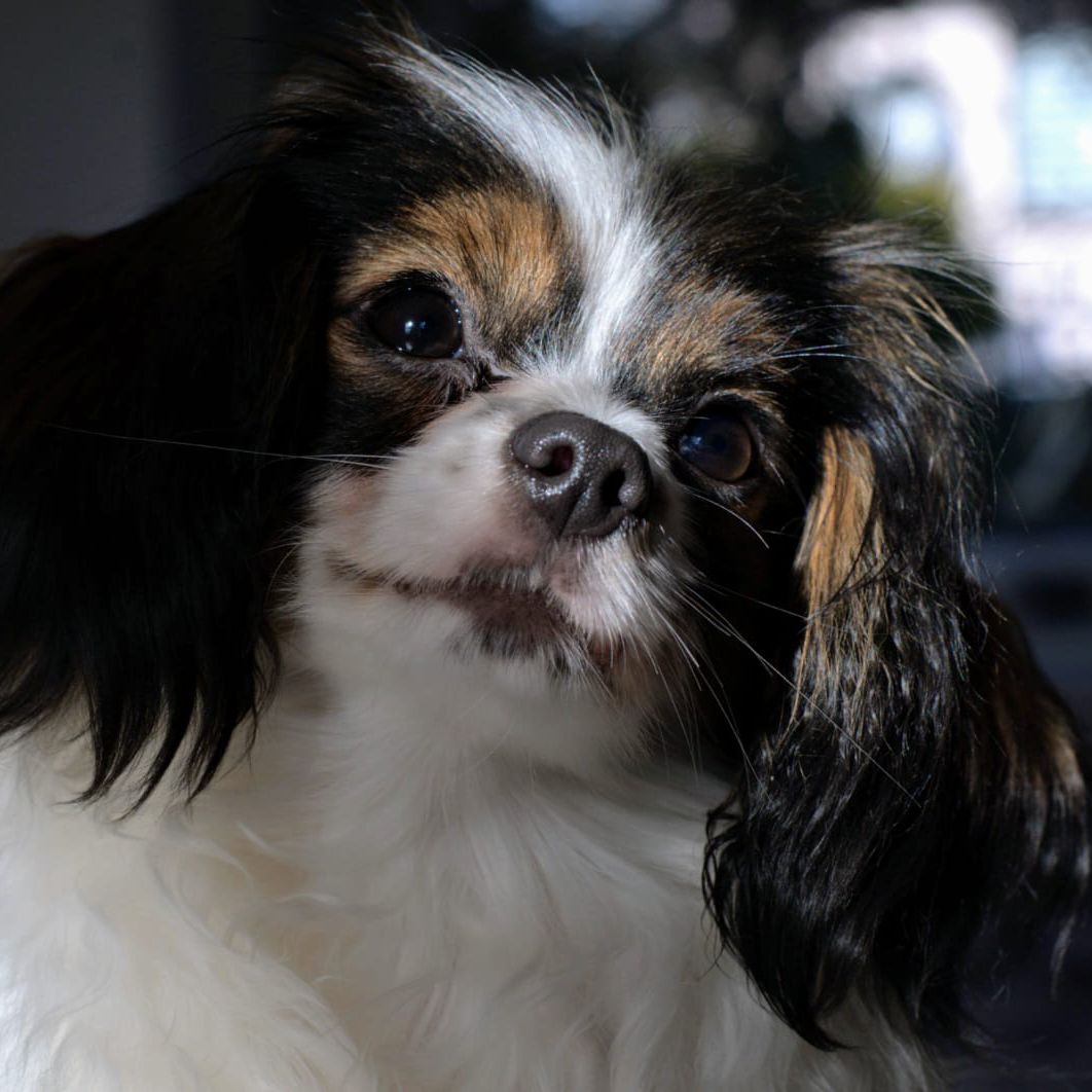 Dhramina-abrazo-alado-phalene-5