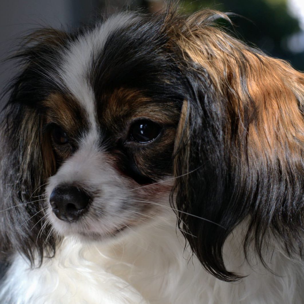 Dhramina-abrazo-alado-phalene-6