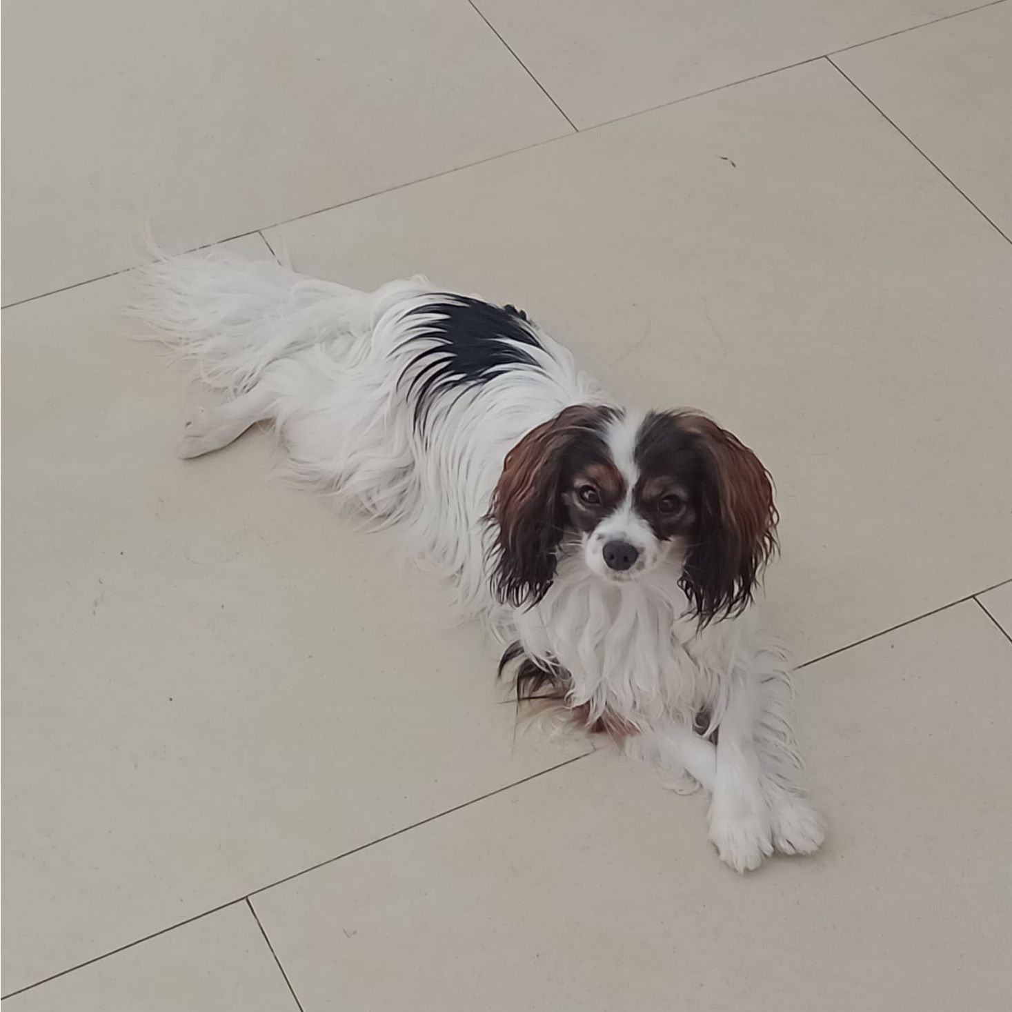 Dhramina-abrazo-alado-phalene-7