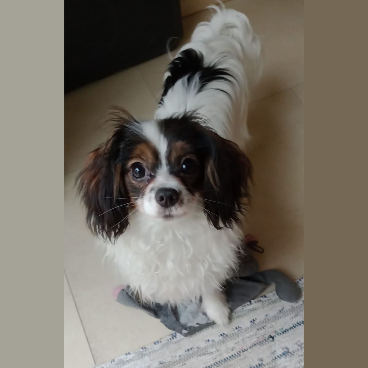 Dhramina-abrazo-alado-phalene-8