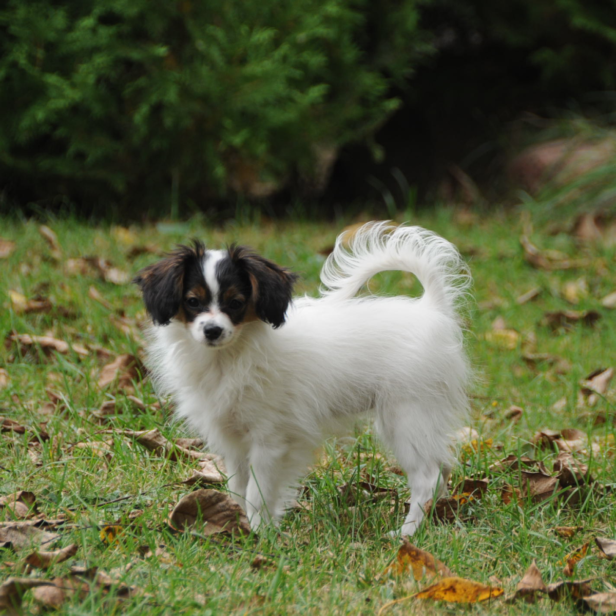 Dhramina--abrazo-alado-phalene-DSC_6692