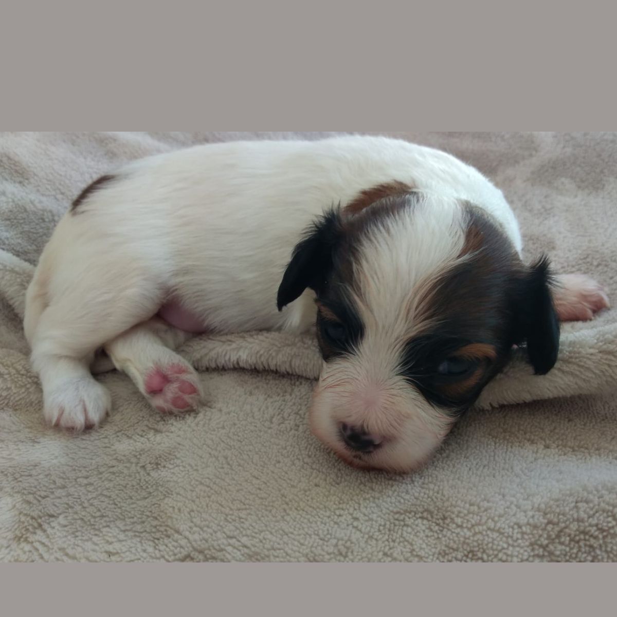 Diosa-abrazo-alado-phalene-1