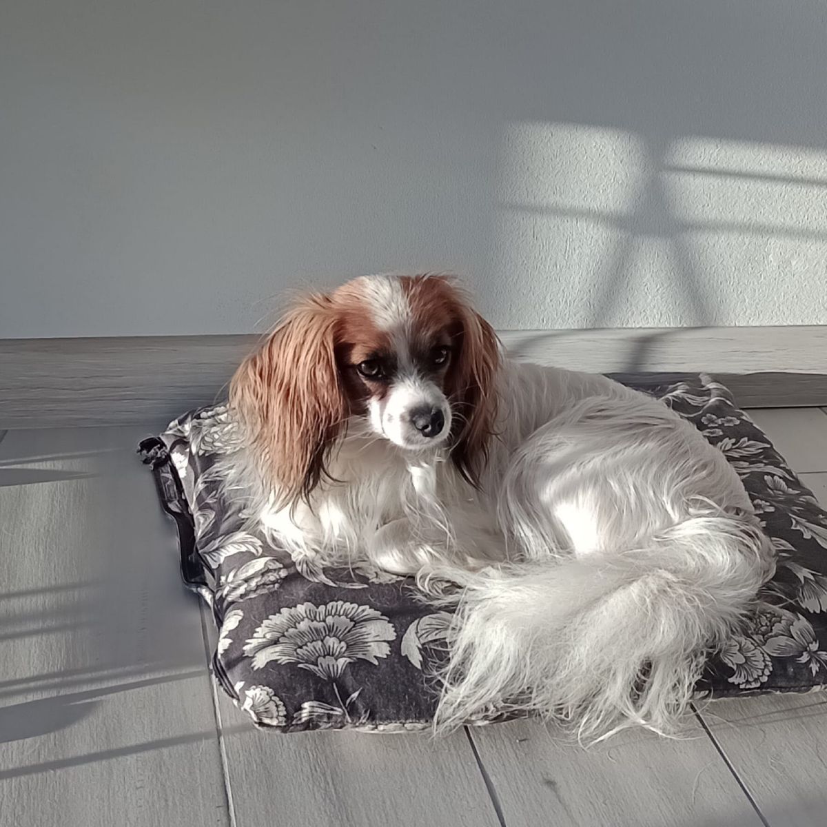 Diosa-abrazo-alado-phalene-10