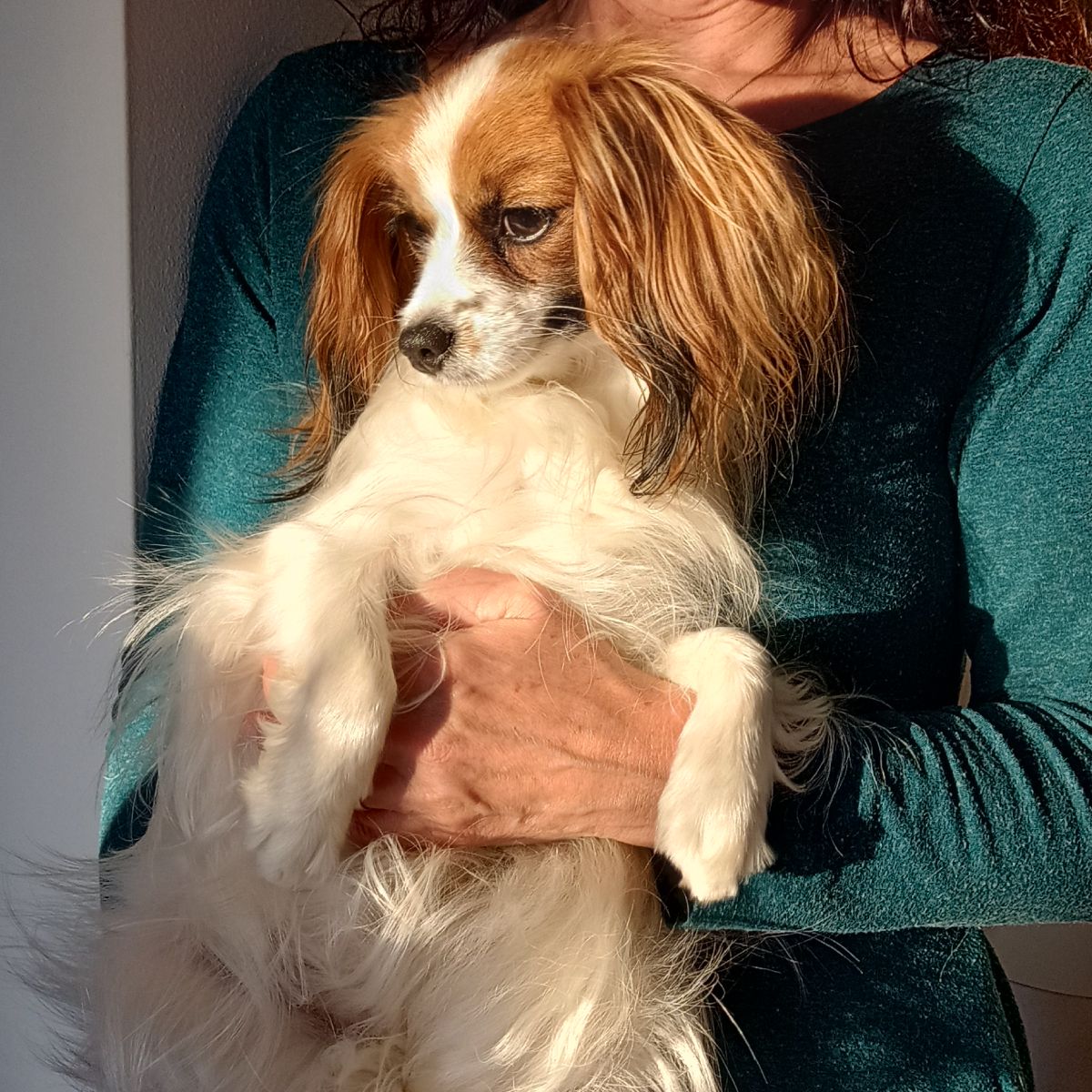 Diosa-abrazo-alado-phalene-11