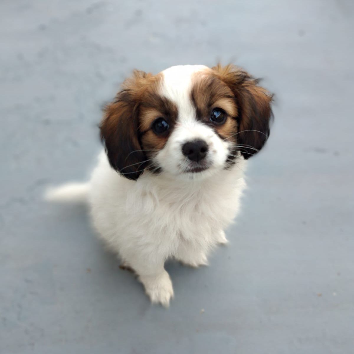 Diosa-abrazo-alado-phalene-2