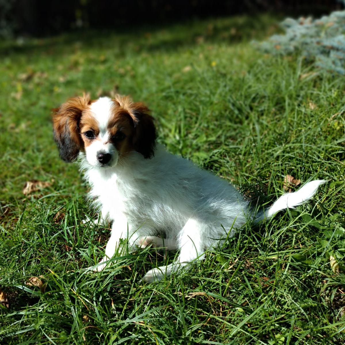 Diosa-abrazo-alado-phalene-3