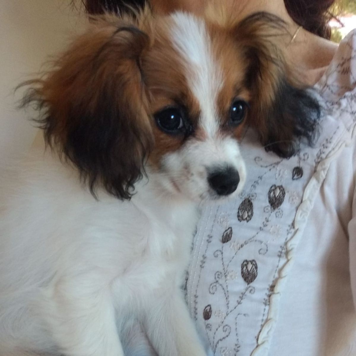 Diosa-abrazo-alado-phalene-4