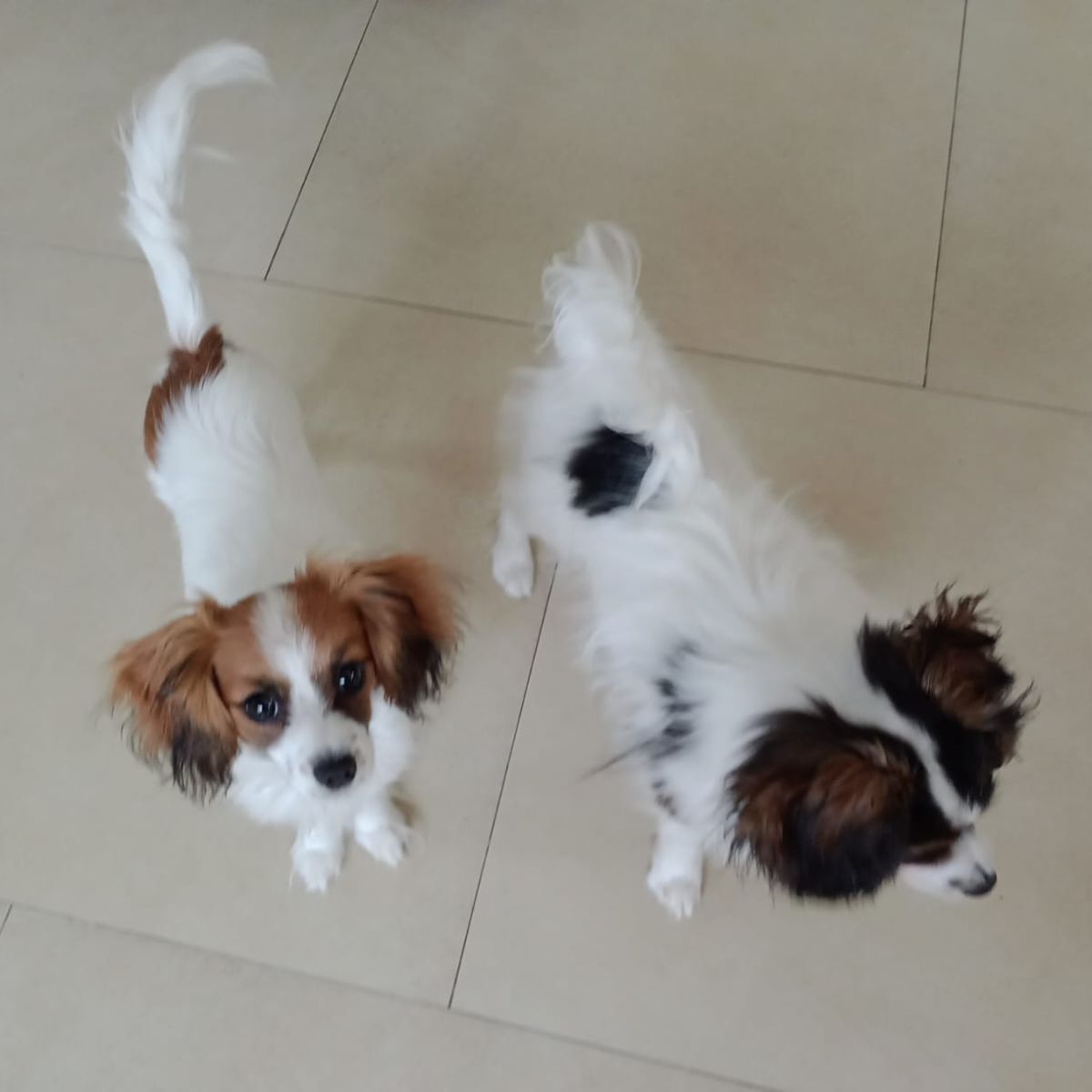 Diosa-abrazo-alado-phalene-5