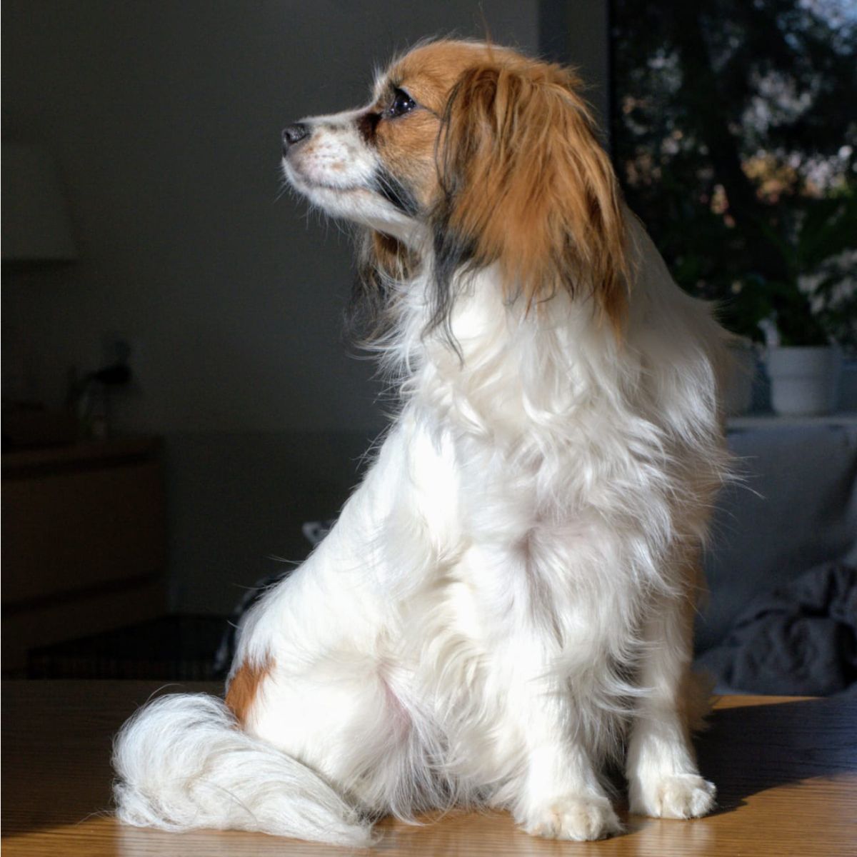 Diosa-abrazo-alado-phalene-7