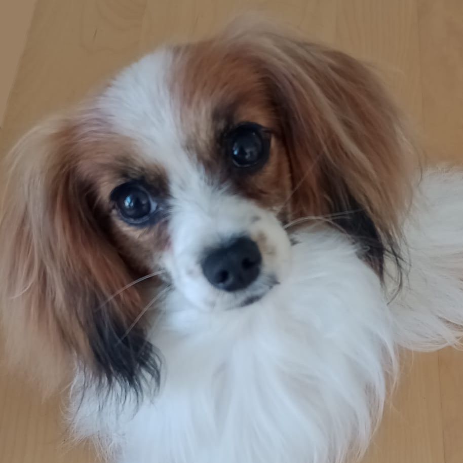 Diosa-abrazo-alado-phalene-8