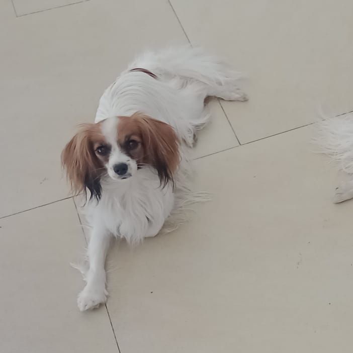 Diosa-abrazo-alado-phalene-9