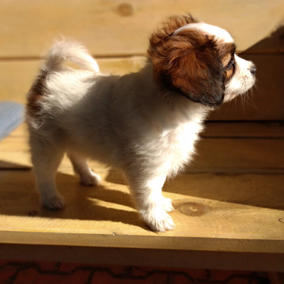 Diosa-abrazo-alado-phalene