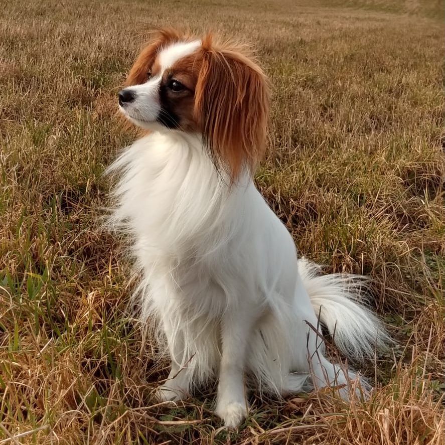 Lori-abrazo-alado-phalene-dam