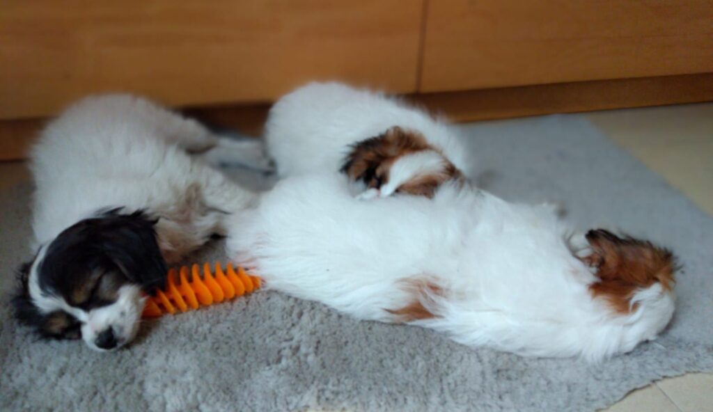 Miot-D-abrazo-alado-phalene