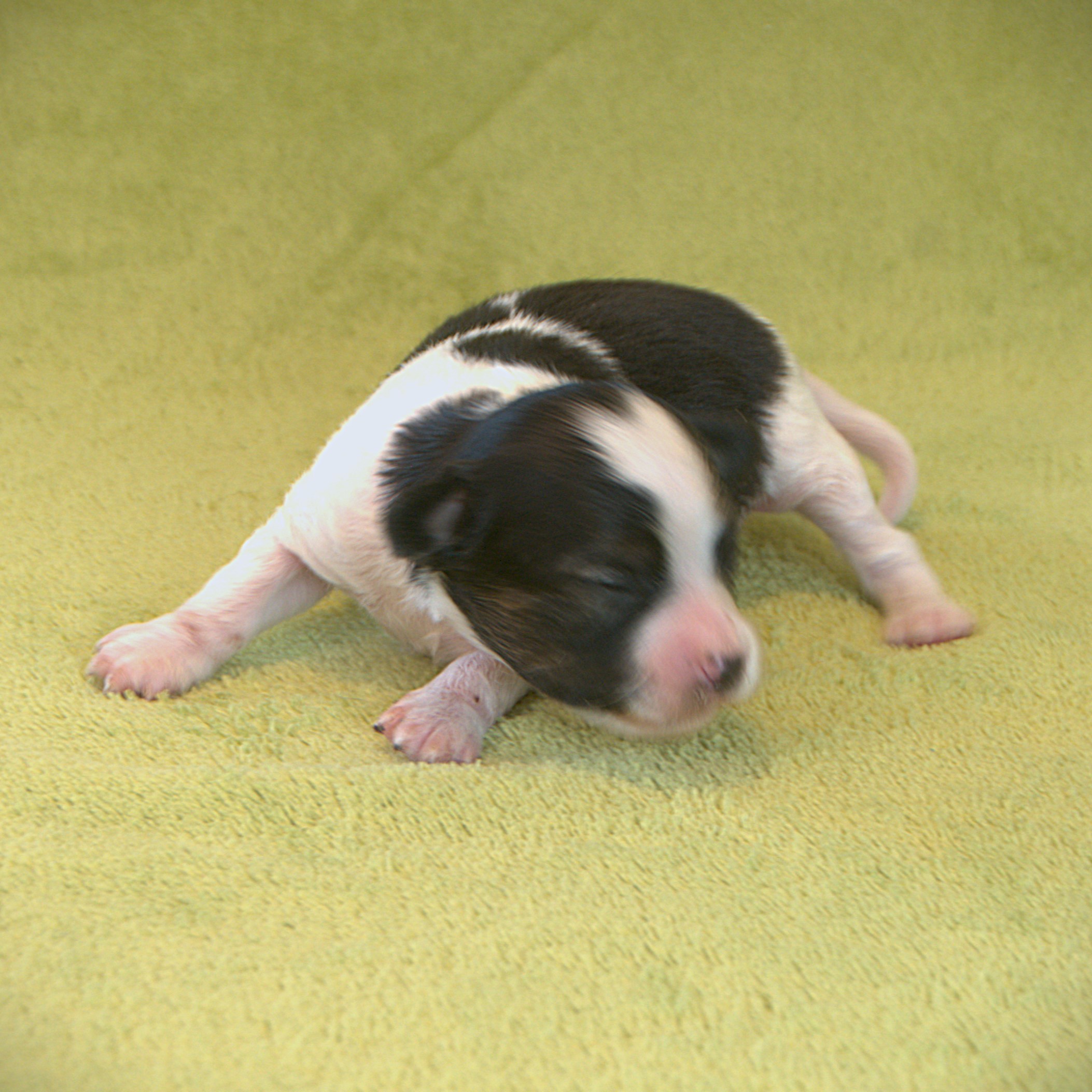 enrique-DSC_8546-phalene-Abrazo-Alado