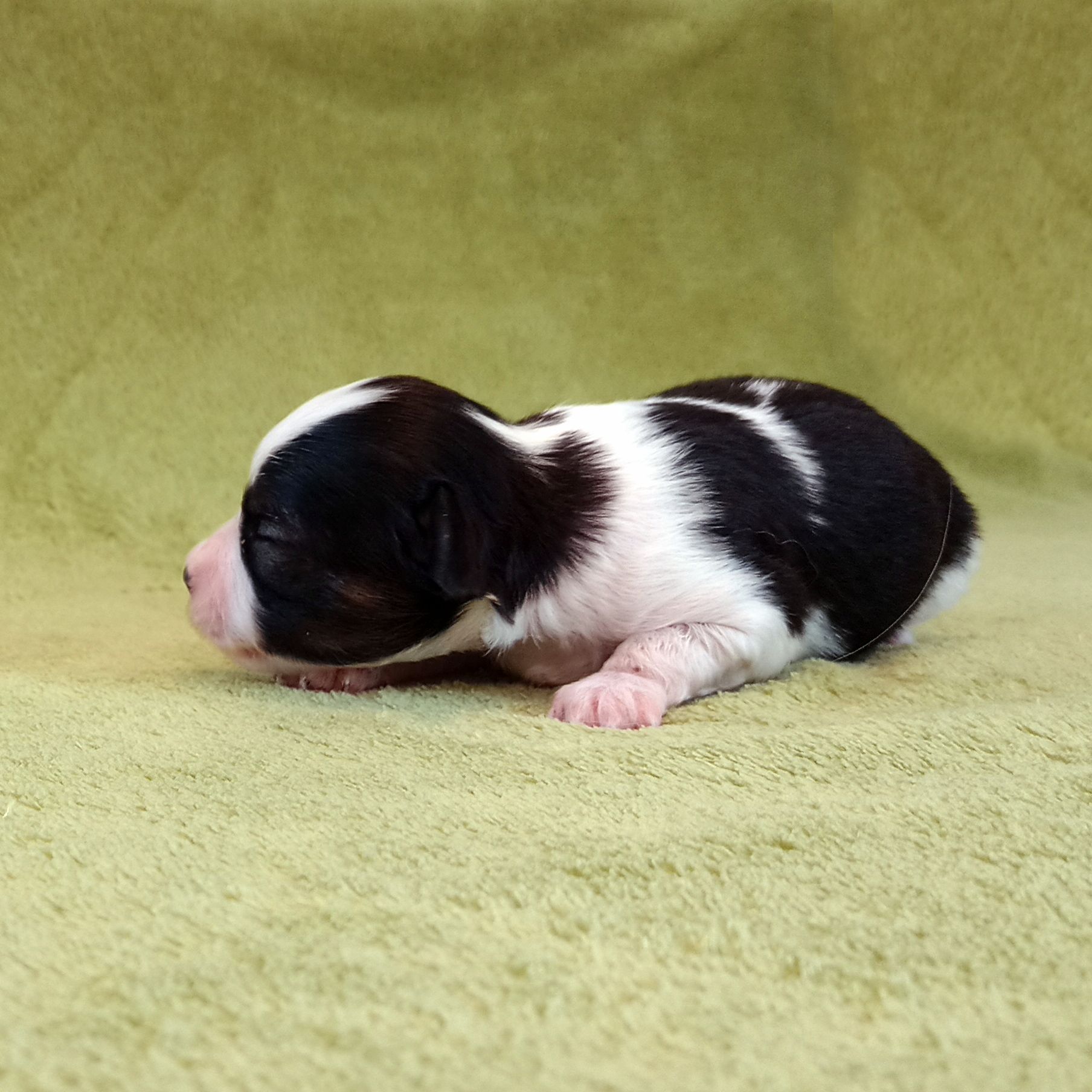 enrique-IMG_20240825_164755856-phalene-Abrazo-Alado