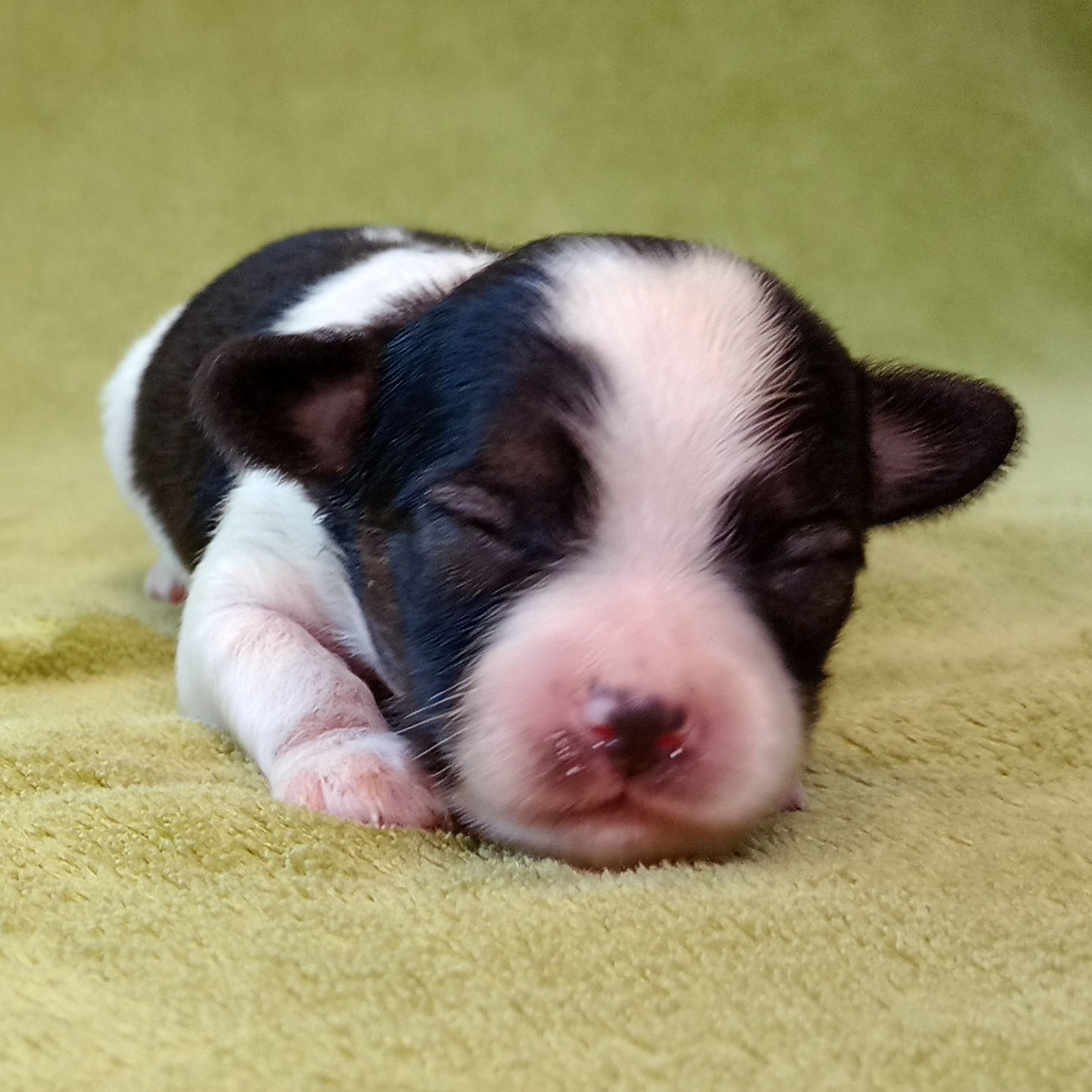 enrique-IMG_20240825_164904290-phalene-Abrazo-Alado