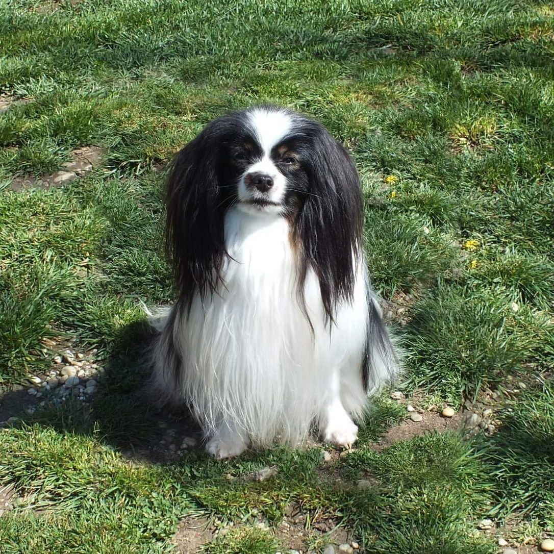 phalene-miniaturowy-spaniel-kontynentalny-Le-papillon-ravissant-DALLIN