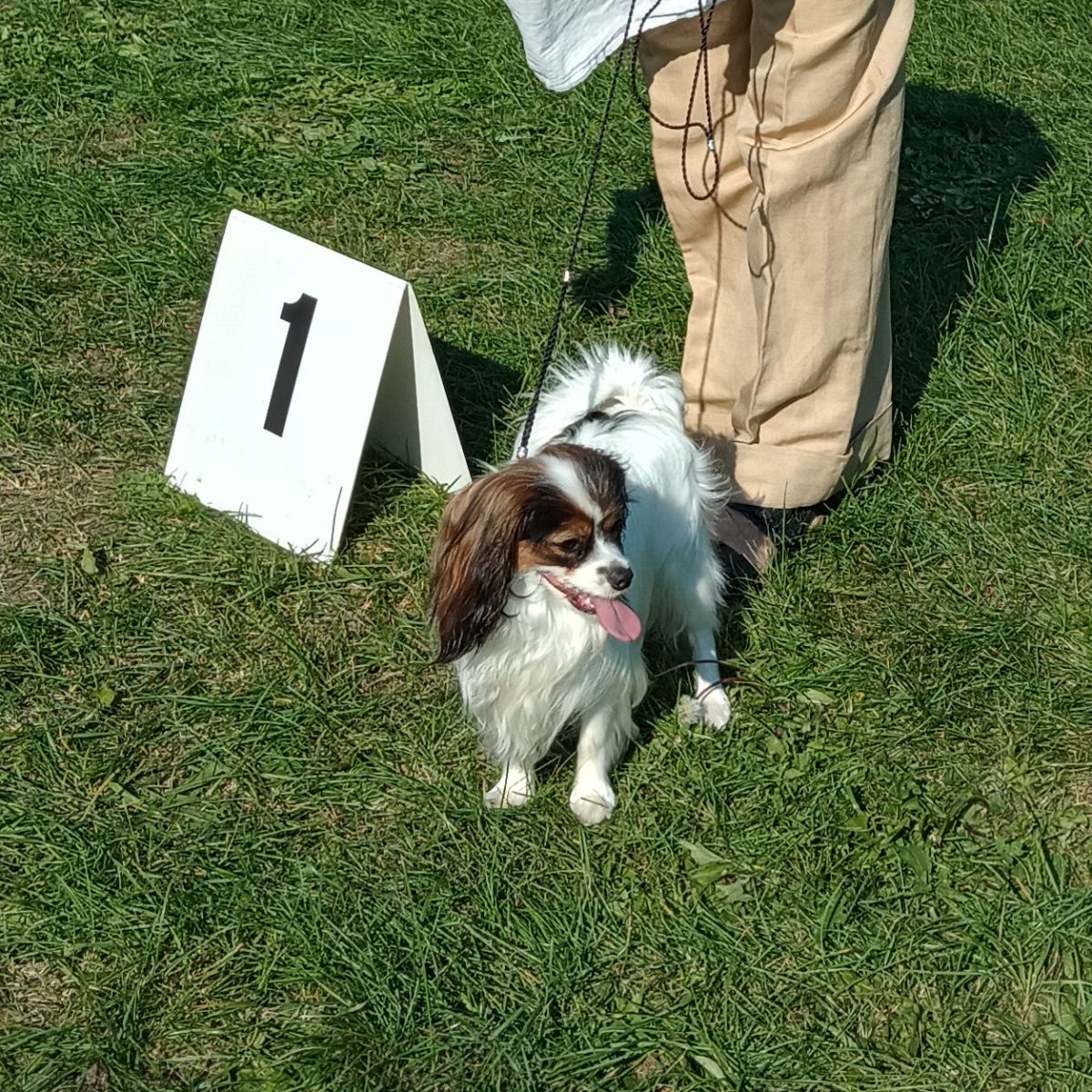 Dhramina-Abrazo-Alado-Phalene-wystawa-Zgierz-2024-1