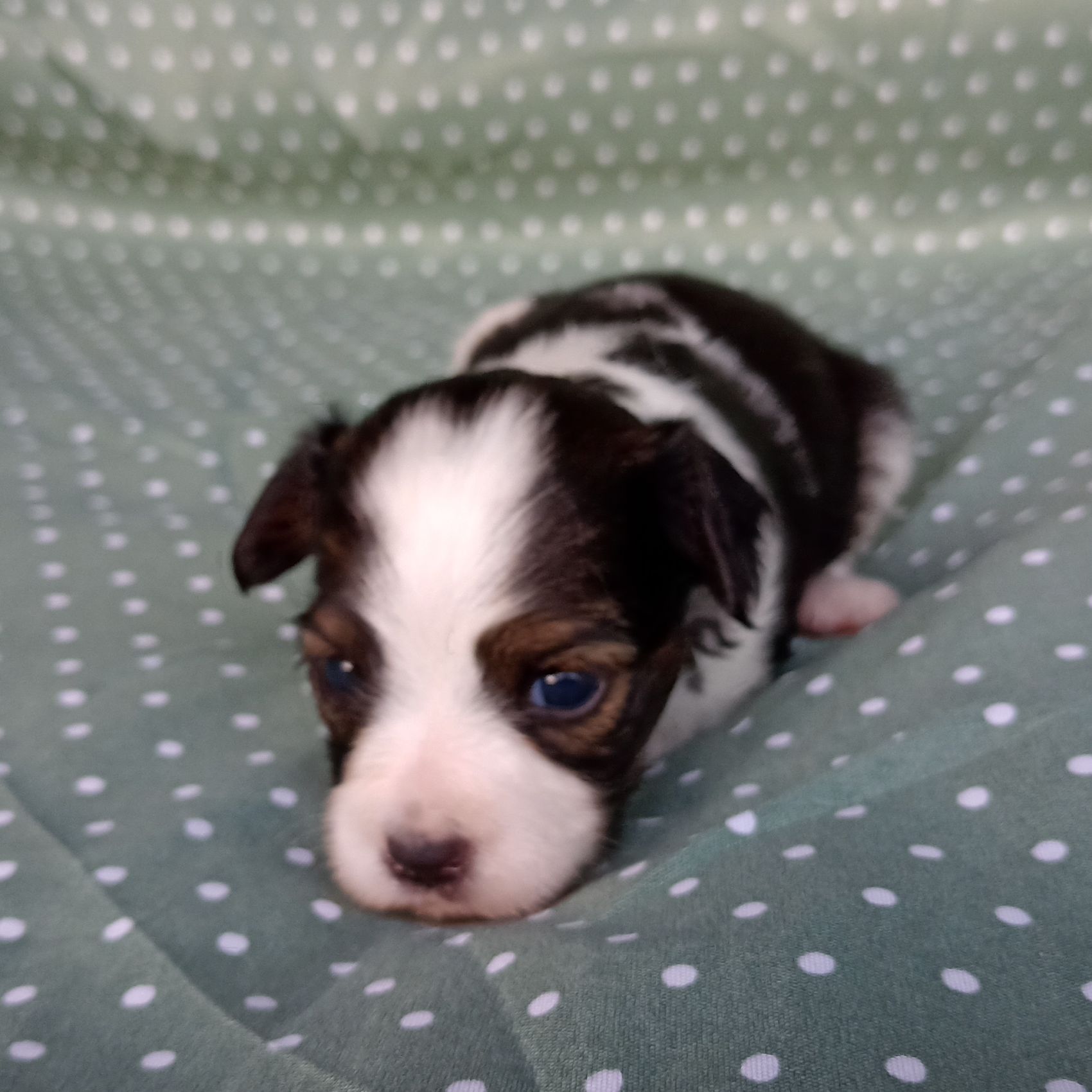 Enrique-3-weeks-IMG_20240904_184112263-Abrazo-Alado-phalene