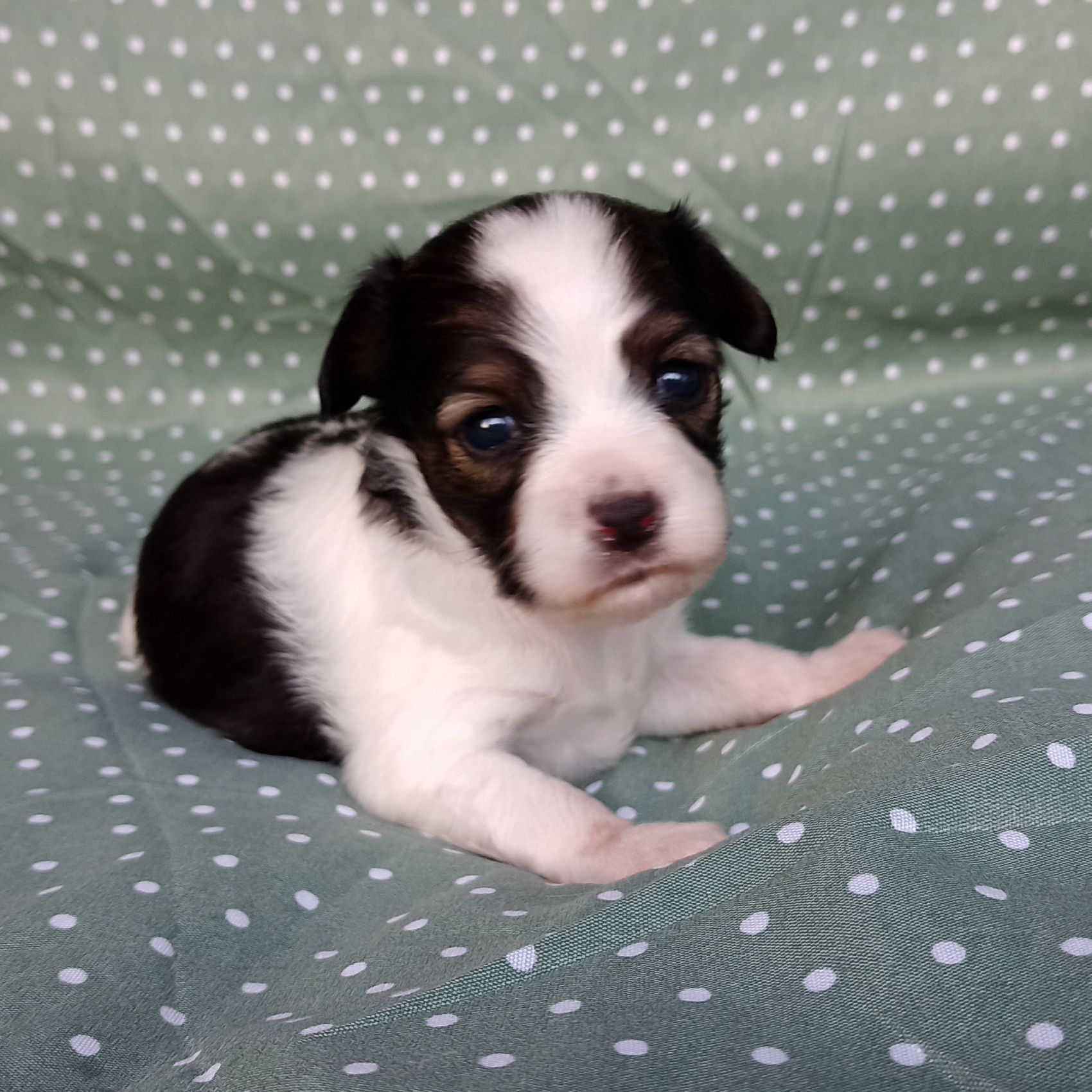 Enrique-3-weeks-IMG_20240904_184121070-Abrazo-Alado-phalene