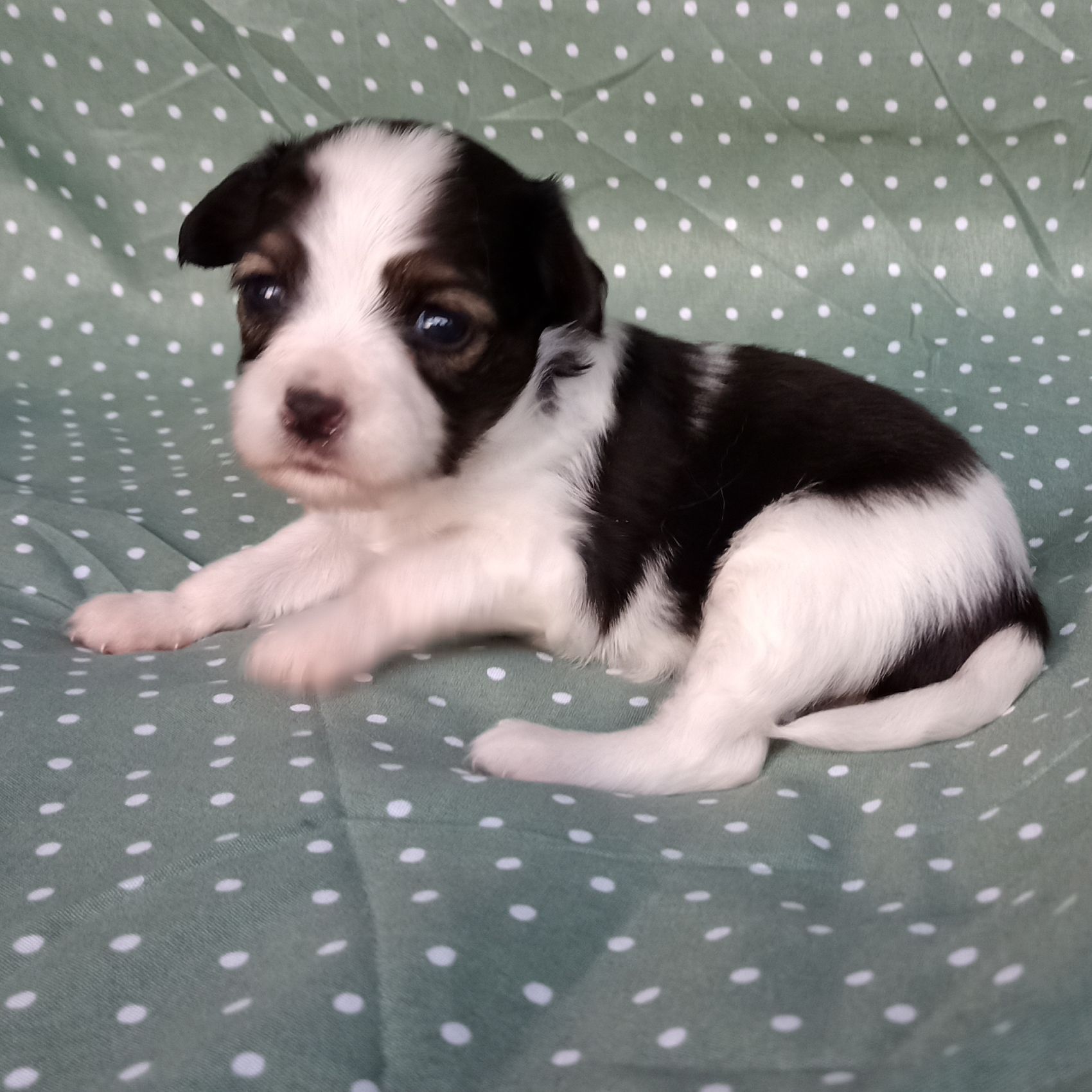 Enrique-3-weeks-IMG_20240904_184132765-Abrazo-Alado-phalene