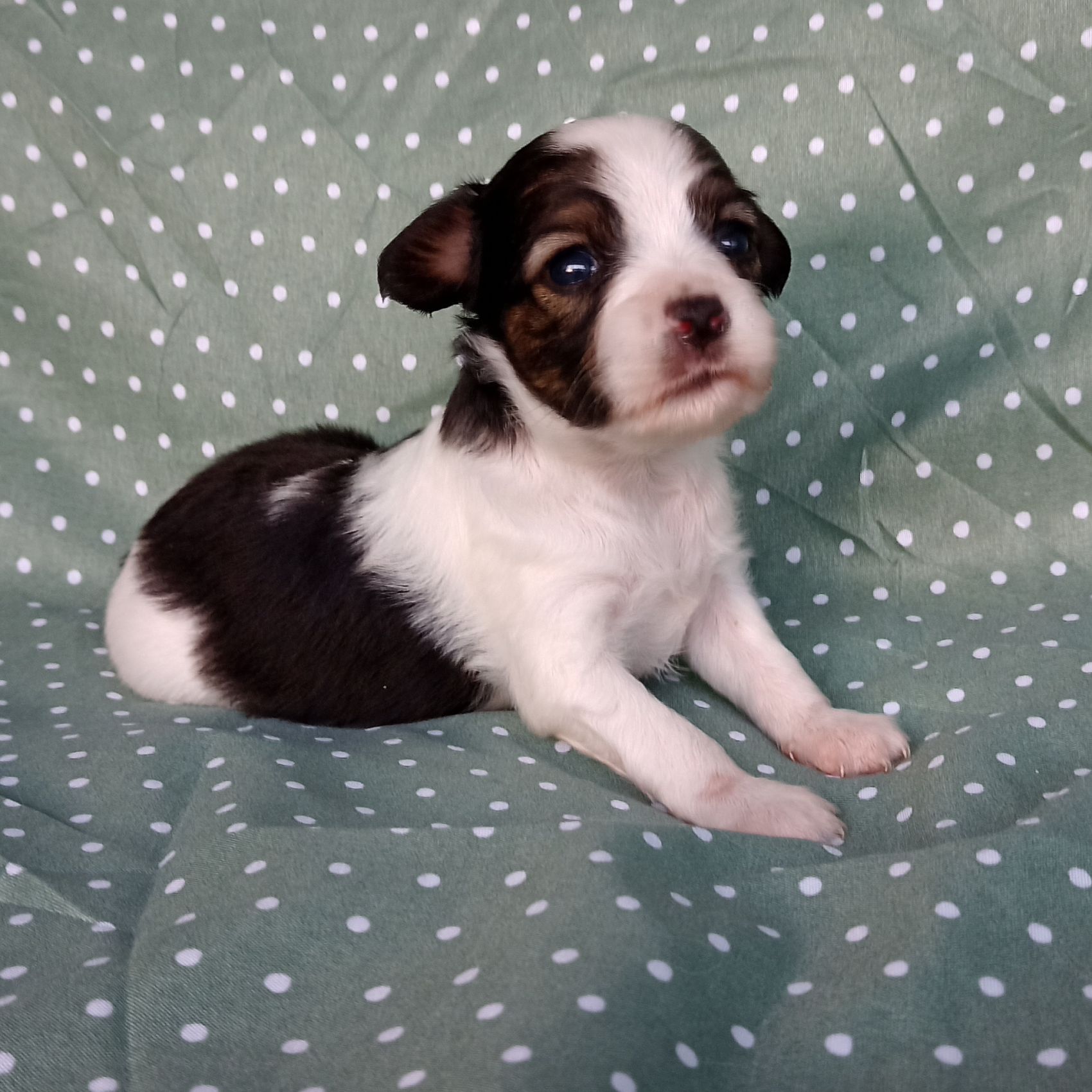 Enrique-3-weeks-IMG_20240904_184209452-Abrazo-Alado-phalene