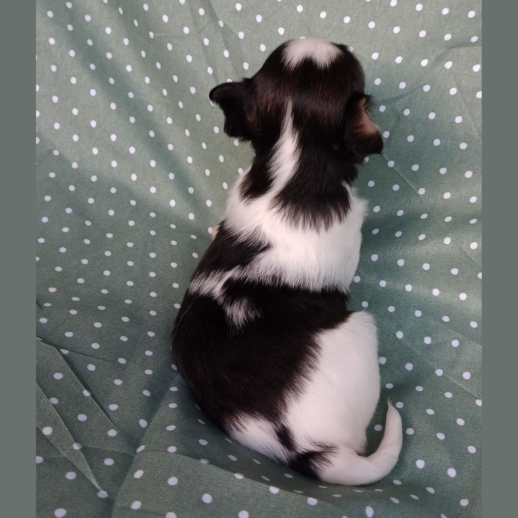 Enrique-3-weeks-IMG_20240904_184220187-Abrazo-Alado-phalene