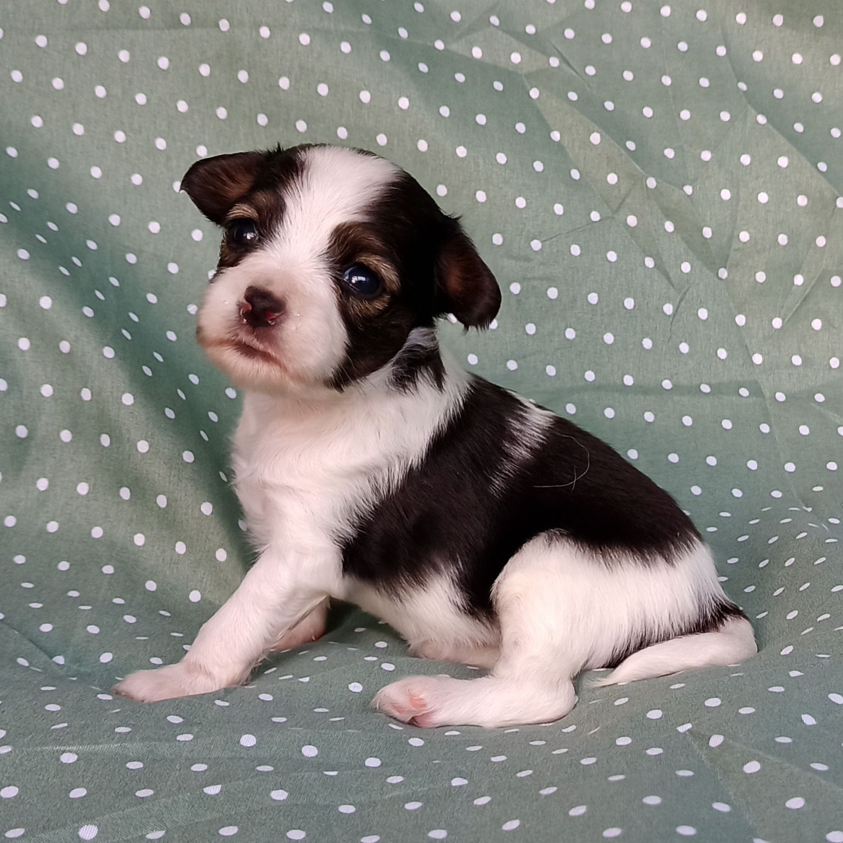 Enrique-3-weeks-IMG_20240904_184258383-Abrazo-Alado-phalene