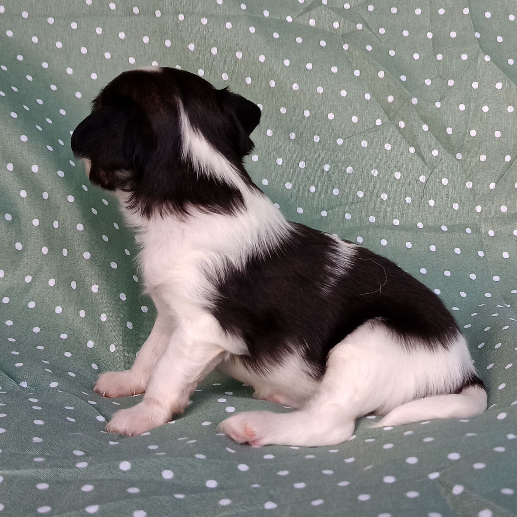 Enrique-3-weeks-IMG_20240904_184304957-Abrazo-Alado-phalene