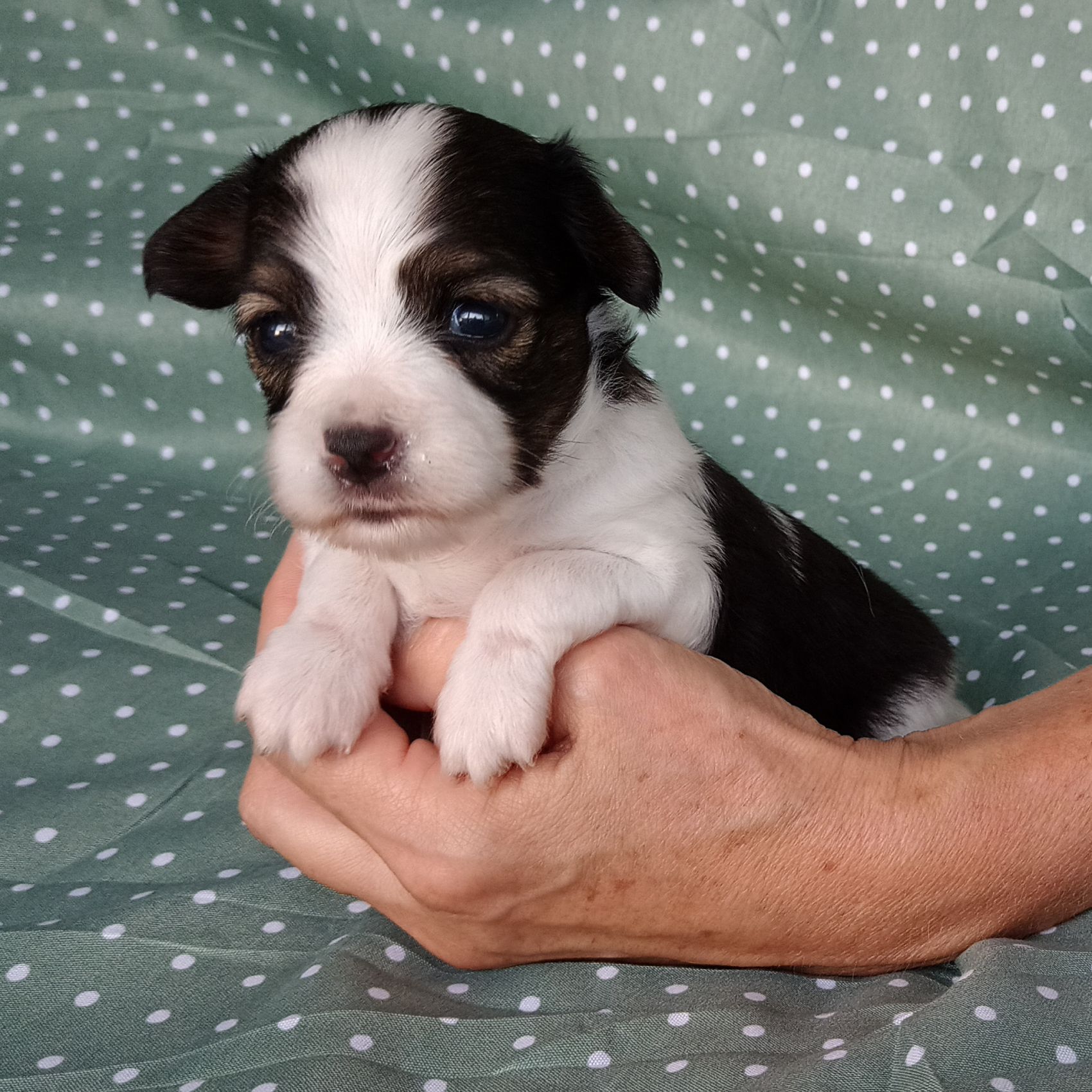 1 Enrique-3-weeks-IMG_20240904_184335422-Abrazo-Alado-phalene