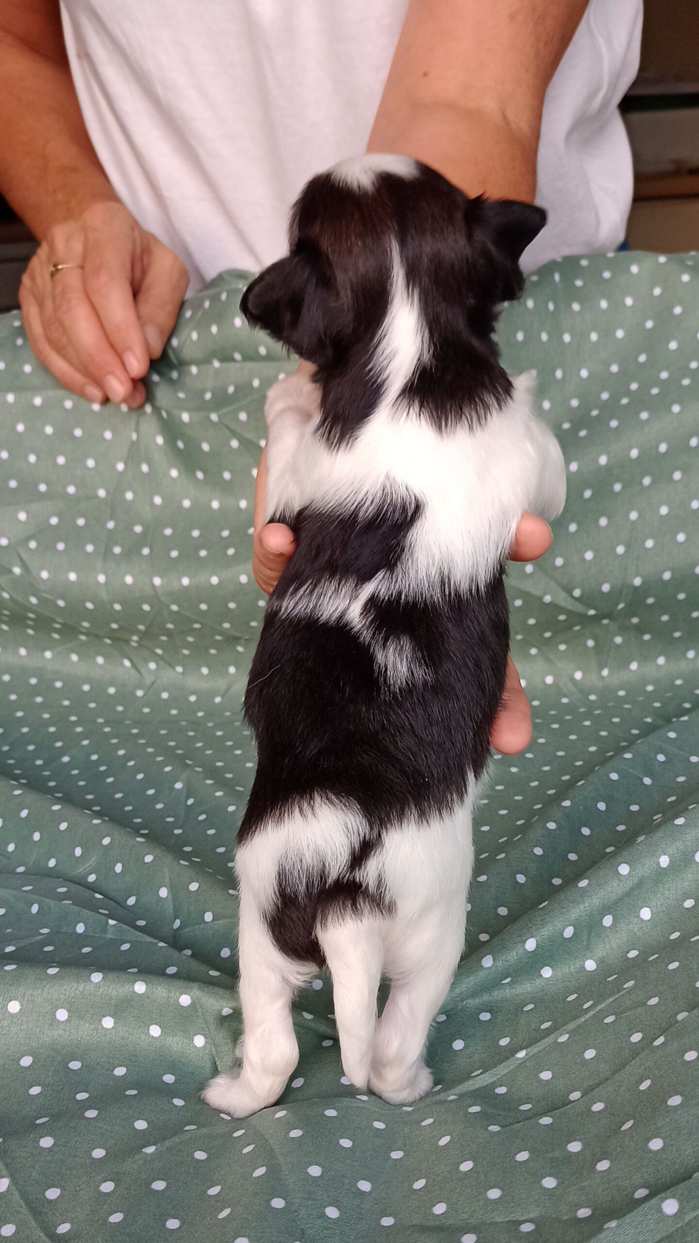 Enrique-3-weeks-IMG_20240904_184347252-Abrazo-Alado-phalene