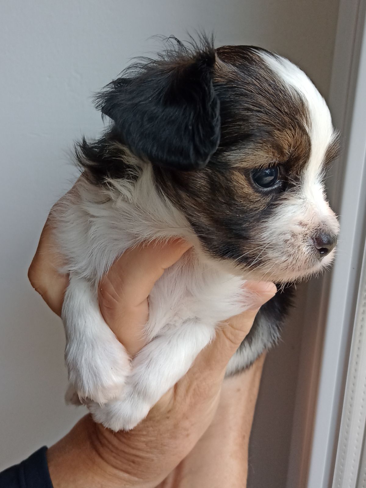 enrique-1-month-IMG_20240915_095050015-phalene-abrazo-alado