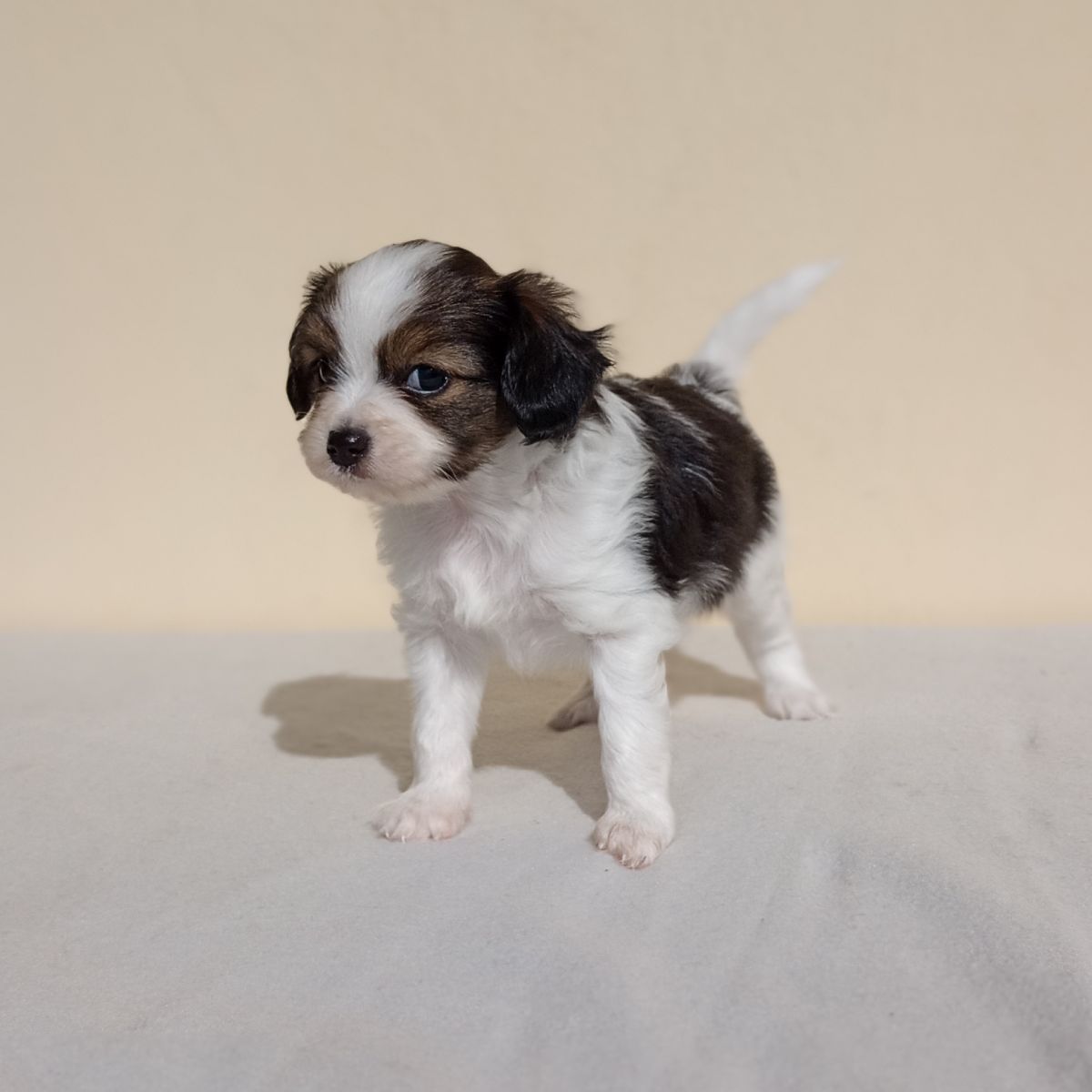 enrique-abrazo-alado-phalene-5-weeks-1