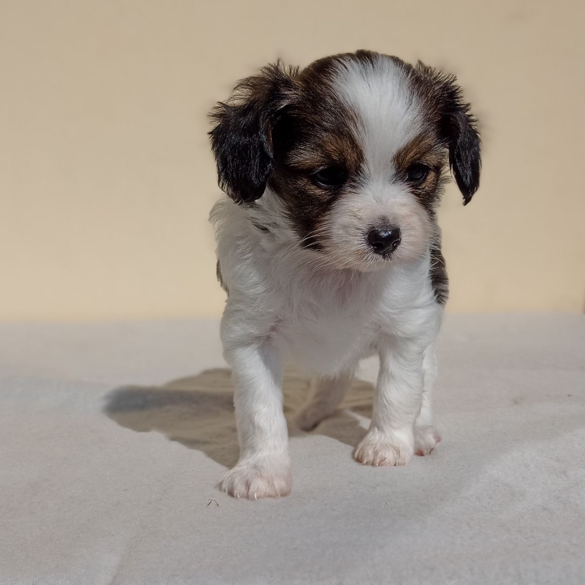 enrique-abrazo-alado-phalene-5-weeks-2