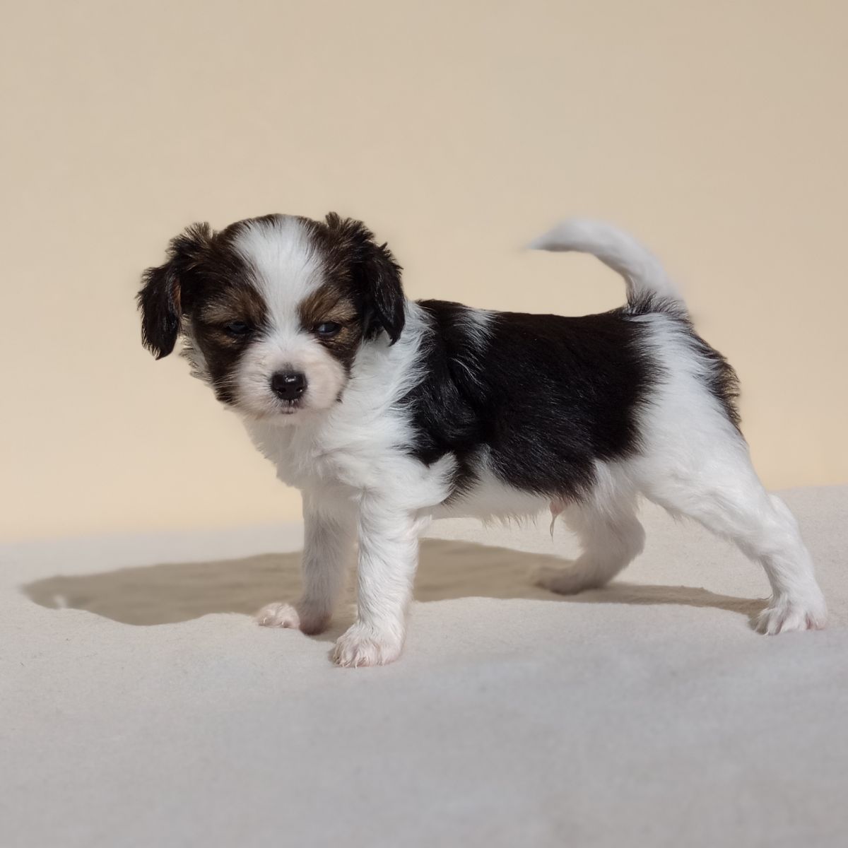 enrique-abrazo-alado-phalene-5-weeks-3