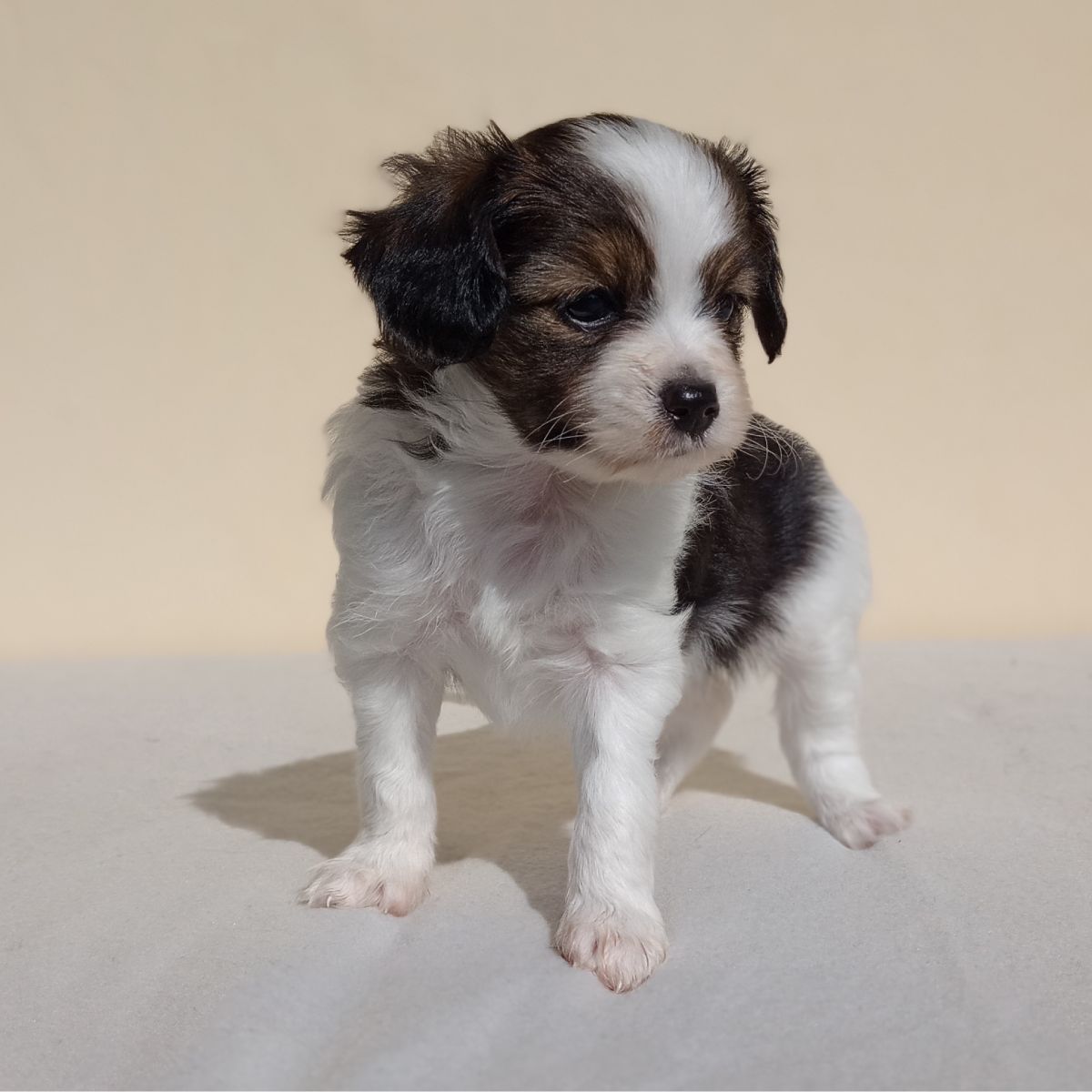 enrique-abrazo-alado-phalene-5-weeks-4