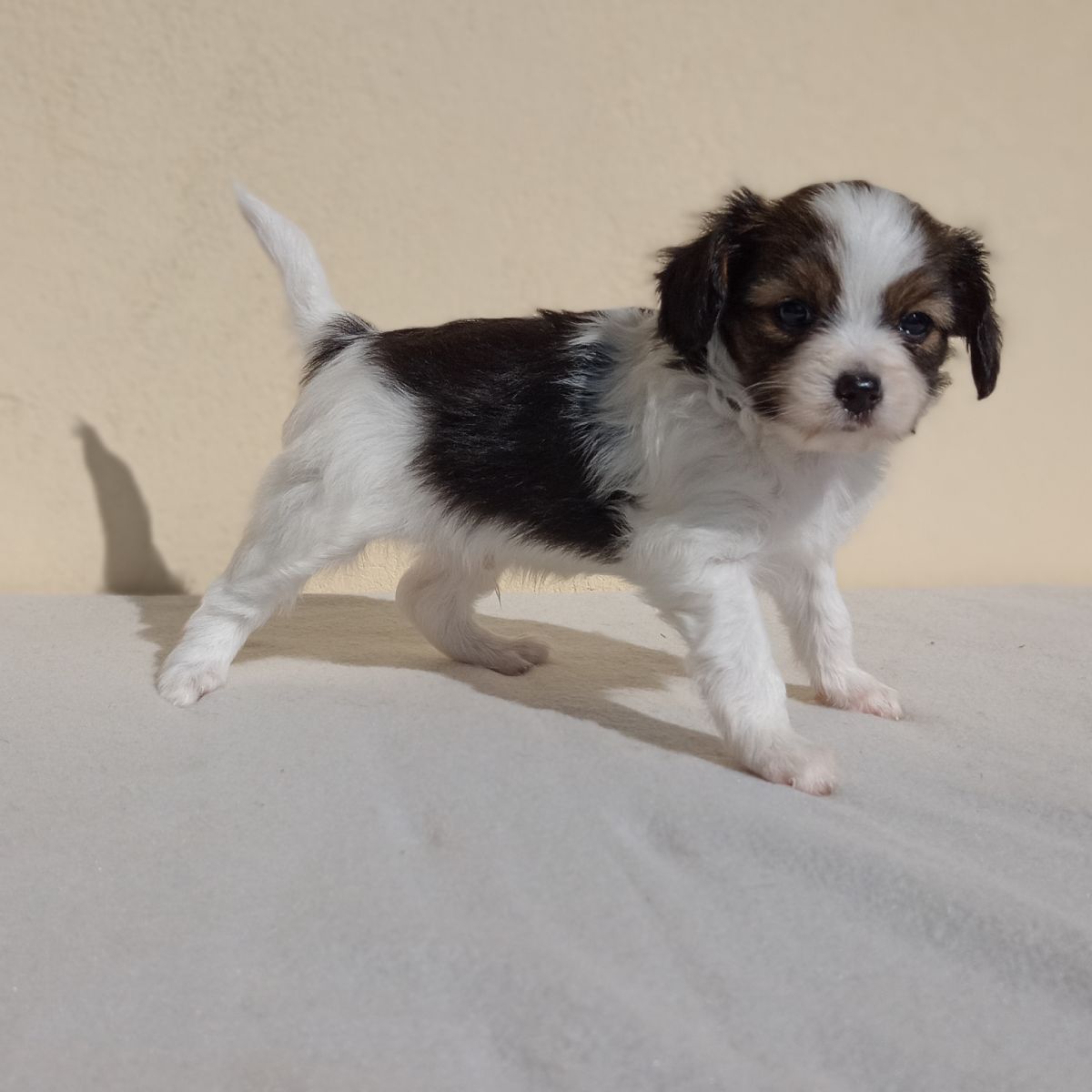 enrique-abrazo-alado-phalene-5-weeks