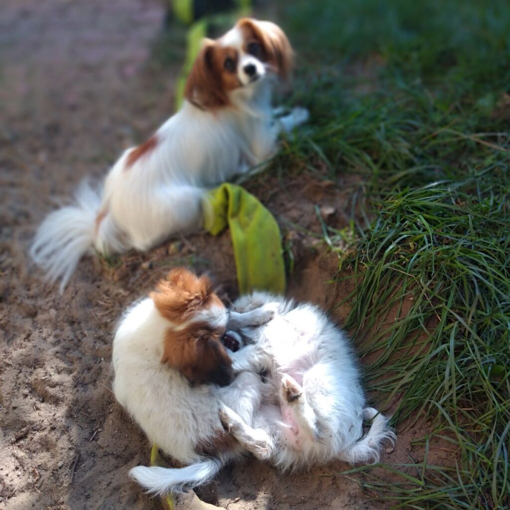 phalene-hodowla-abrazo-alado-szczeniaki