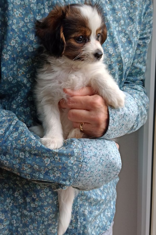 enirque-2-month-IMG_20241013_130432743-phalene-abrazo-alado