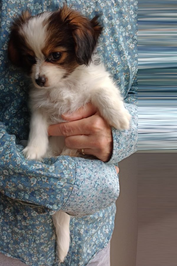 enirque-2-month-IMG_20241013_130443806-phalene-abrazo-alado