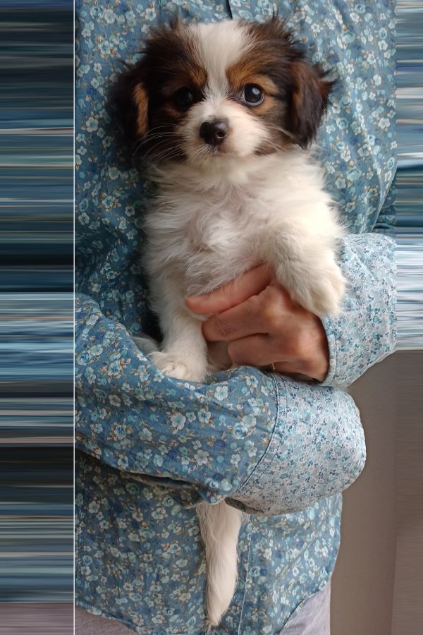 enirque-2-month-IMG_20241013_130445259-phalene-abrazo-alado