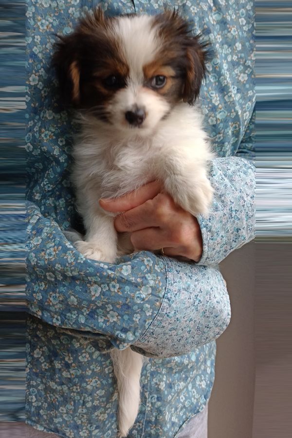 enirque-2-month-IMG_20241013_130445670-phalene-abrazo-alado