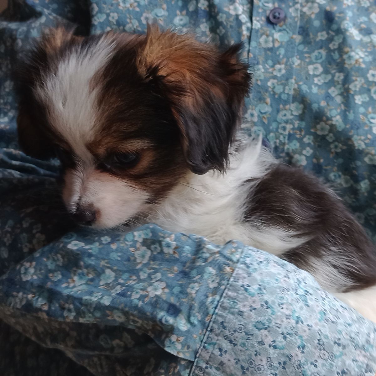 enirque-2-month-IMG_20241013_130506401-phalene-abrazo-alado